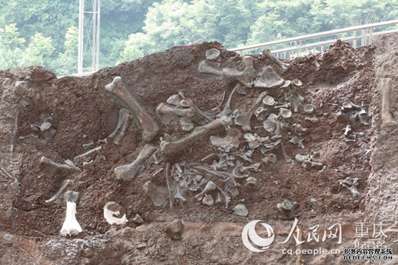 В Чунцине обнаружена новая группа окаменелостей динозавров
